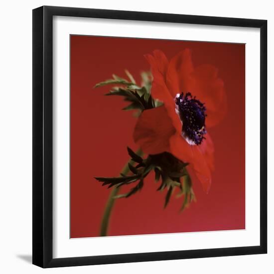 Anemone Flower (Anemone Sp.)-Cristina-Framed Premium Photographic Print