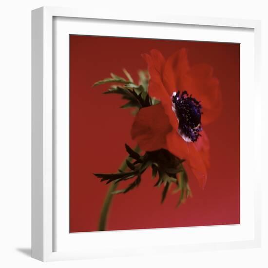 Anemone Flower (Anemone Sp.)-Cristina-Framed Premium Photographic Print