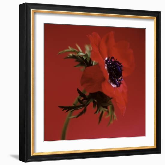 Anemone Flower (Anemone Sp.)-Cristina-Framed Premium Photographic Print