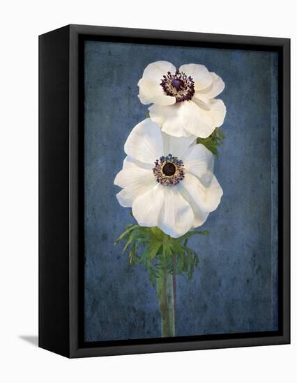 Anemone, Flower, Blossoms, Still Life, White, Blue-Axel Killian-Framed Premier Image Canvas