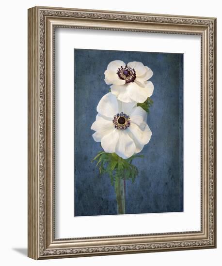 Anemone, Flower, Blossoms, Still Life, White, Blue-Axel Killian-Framed Photographic Print