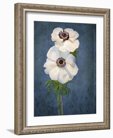 Anemone, Flower, Blossoms, Still Life, White, Blue-Axel Killian-Framed Photographic Print