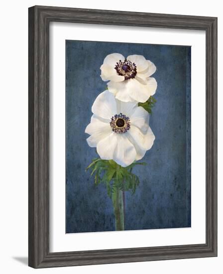 Anemone, Flower, Blossoms, Still Life, White, Blue-Axel Killian-Framed Photographic Print