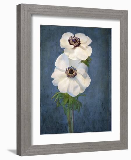 Anemone, Flower, Blossoms, Still Life, White, Blue-Axel Killian-Framed Photographic Print