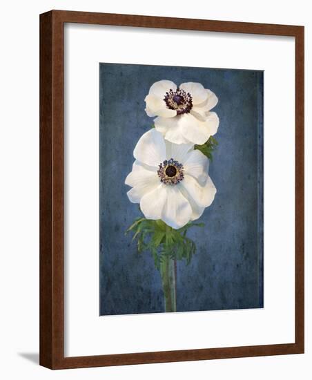 Anemone, Flower, Blossoms, Still Life, White, Blue-Axel Killian-Framed Photographic Print