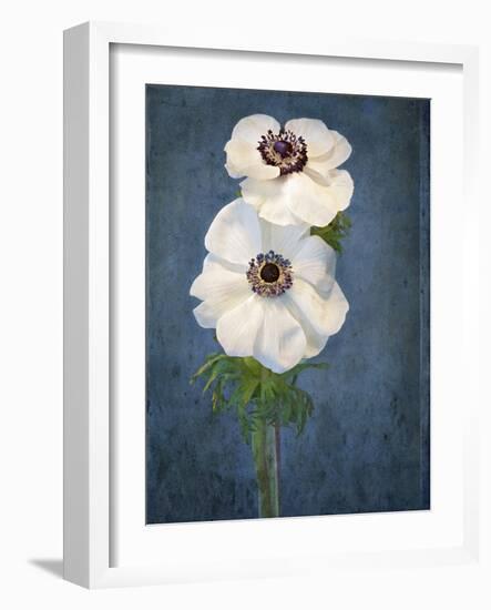 Anemone, Flower, Blossoms, Still Life, White, Blue-Axel Killian-Framed Photographic Print