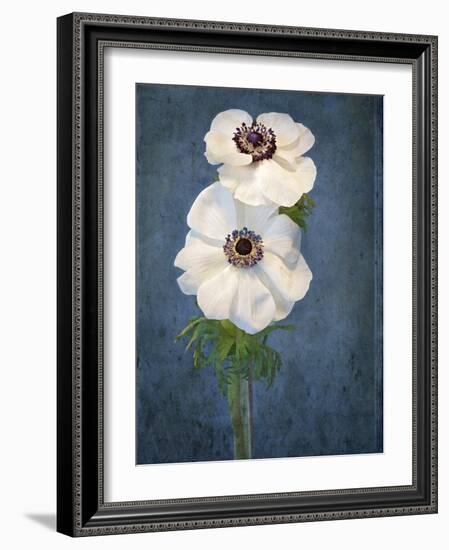 Anemone, Flower, Blossoms, Still Life, White, Blue-Axel Killian-Framed Photographic Print