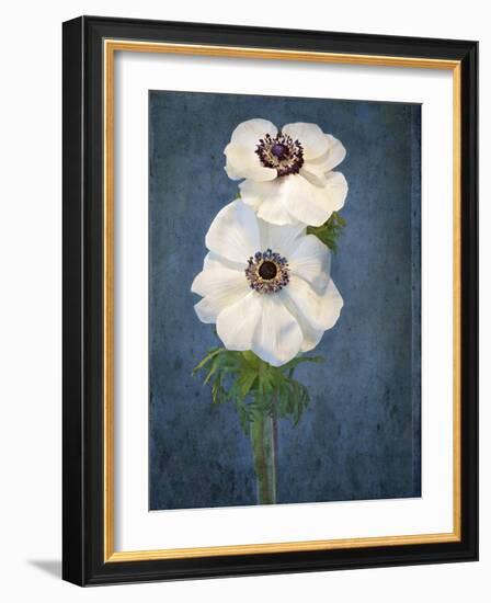 Anemone, Flower, Blossoms, Still Life, White, Blue-Axel Killian-Framed Photographic Print