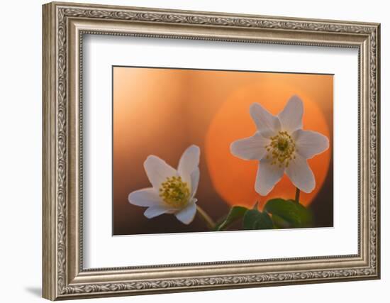 Anemone Flowers in Backlight-Thomas Ebelt-Framed Photographic Print