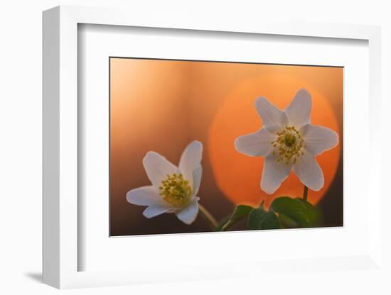 Anemone Flowers in Backlight-Thomas Ebelt-Framed Photographic Print