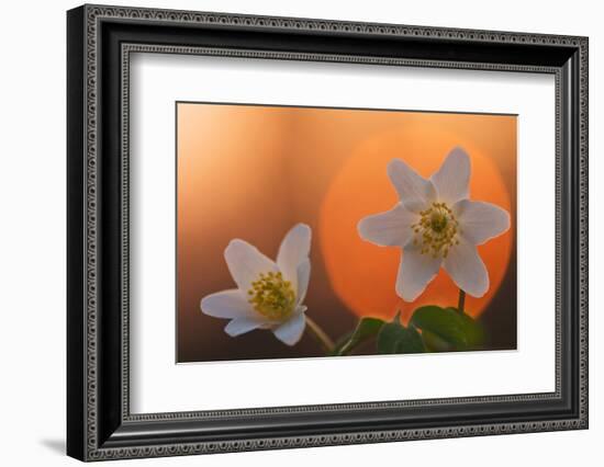 Anemone Flowers in Backlight-Thomas Ebelt-Framed Photographic Print