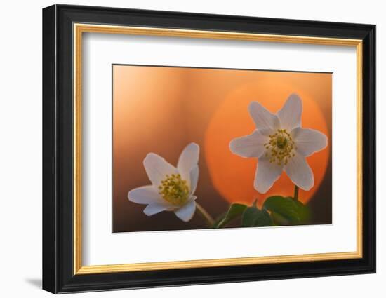 Anemone Flowers in Backlight-Thomas Ebelt-Framed Photographic Print