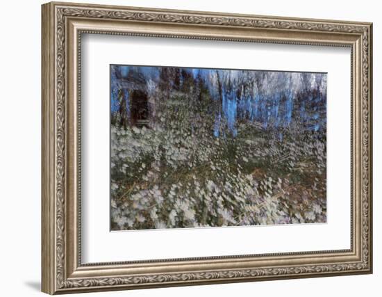 Anemone Forest-Heidi Westum-Framed Photographic Print