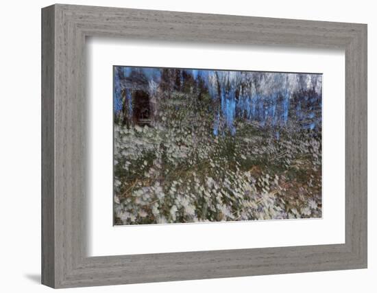 Anemone Forest-Heidi Westum-Framed Photographic Print