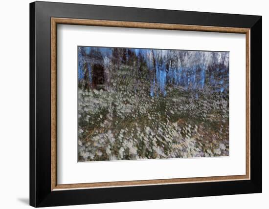 Anemone Forest-Heidi Westum-Framed Photographic Print