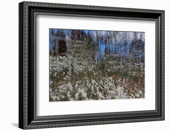 Anemone Forest-Heidi Westum-Framed Photographic Print