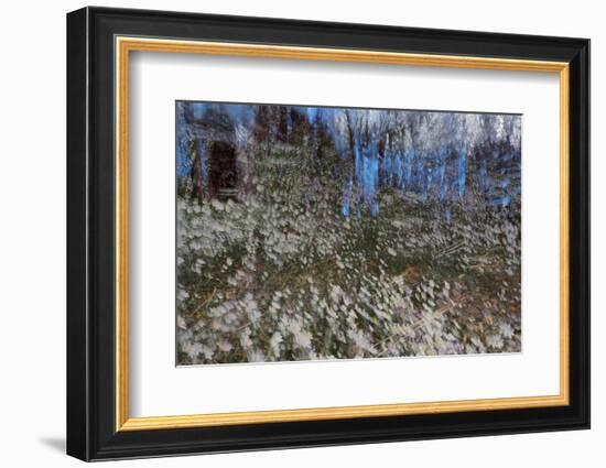 Anemone Forest-Heidi Westum-Framed Photographic Print