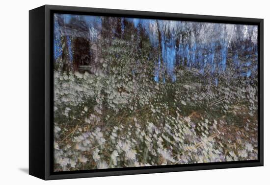 Anemone Forest-Heidi Westum-Framed Premier Image Canvas