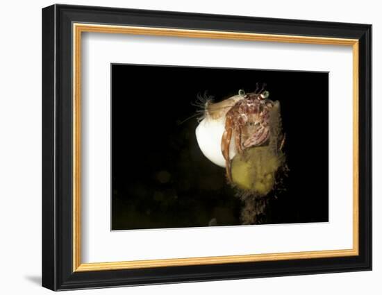 Anemone Hermit Crab Perched on Coral Outcrop-Stocktrek Images-Framed Photographic Print