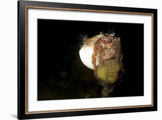 Anemone Hermit Crab Perched on Coral Outcrop-Stocktrek Images-Framed Photographic Print