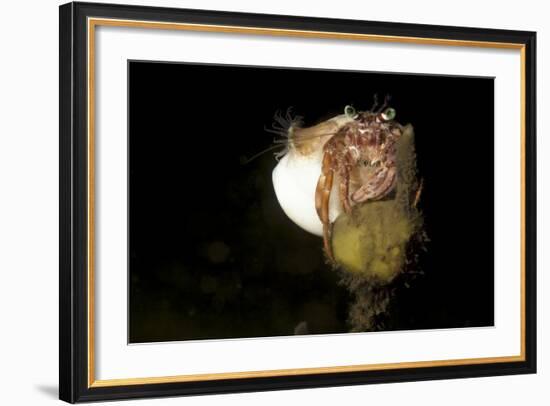 Anemone Hermit Crab Perched on Coral Outcrop-Stocktrek Images-Framed Photographic Print