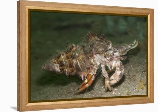 Anemone Hermit Crab Running across Sand in Green Light-Stocktrek Images-Framed Premier Image Canvas