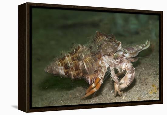 Anemone Hermit Crab Running across Sand in Green Light-Stocktrek Images-Framed Premier Image Canvas