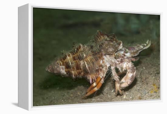 Anemone Hermit Crab Running across Sand in Green Light-Stocktrek Images-Framed Premier Image Canvas