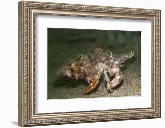 Anemone Hermit Crab Running across Sand in Green Light-Stocktrek Images-Framed Photographic Print