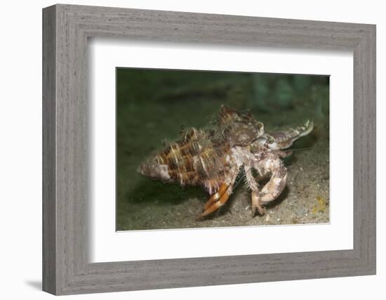 Anemone Hermit Crab Running across Sand in Green Light-Stocktrek Images-Framed Photographic Print