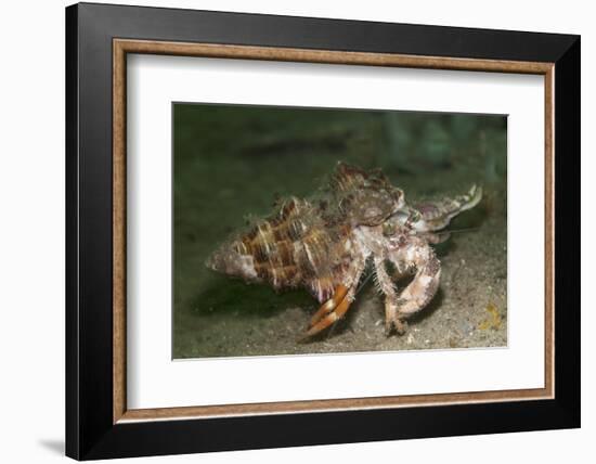 Anemone Hermit Crab Running across Sand in Green Light-Stocktrek Images-Framed Photographic Print