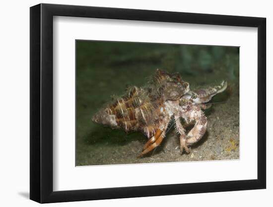 Anemone Hermit Crab Running across Sand in Green Light-Stocktrek Images-Framed Photographic Print