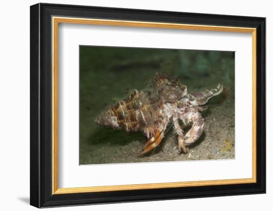 Anemone Hermit Crab Running across Sand in Green Light-Stocktrek Images-Framed Photographic Print