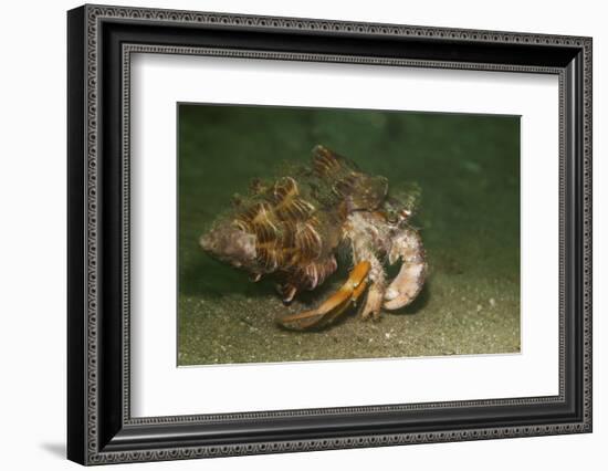 Anemone Hermit Crab Running across Sand in Green Light-Stocktrek Images-Framed Photographic Print