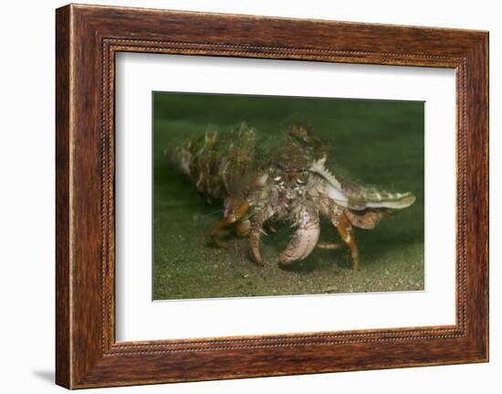 Anemone Hermit Crab Running across Sand in Green Light-Stocktrek Images-Framed Photographic Print