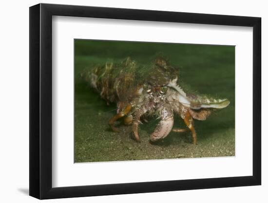 Anemone Hermit Crab Running across Sand in Green Light-Stocktrek Images-Framed Photographic Print