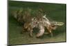 Anemone Hermit Crab Running across Sand in Green Light-Stocktrek Images-Mounted Photographic Print
