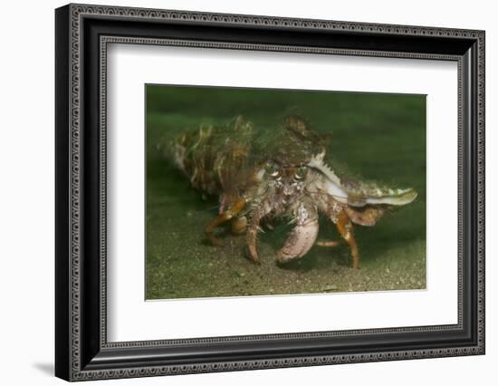 Anemone Hermit Crab Running across Sand in Green Light-Stocktrek Images-Framed Photographic Print