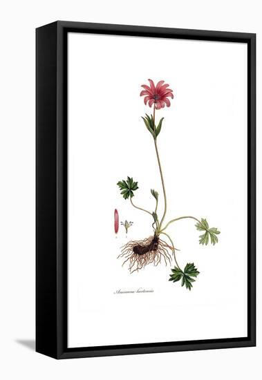 Anemone hortensis, Flora Graeca-Ferdinand Bauer-Framed Premier Image Canvas