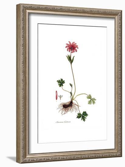 Anemone hortensis, Flora Graeca-Ferdinand Bauer-Framed Giclee Print