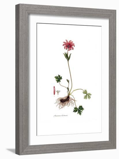 Anemone hortensis, Flora Graeca-Ferdinand Bauer-Framed Giclee Print