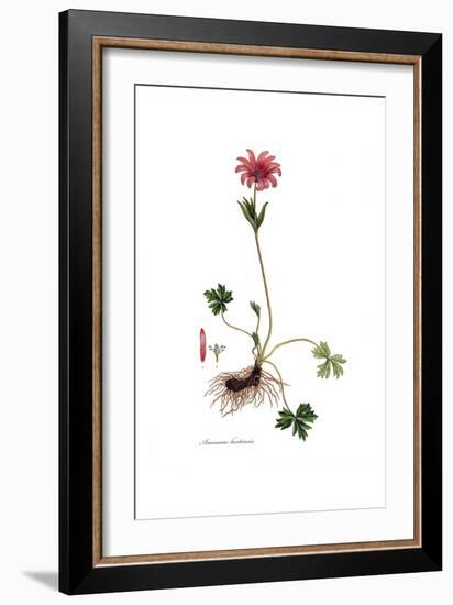 Anemone hortensis, Flora Graeca-Ferdinand Bauer-Framed Giclee Print