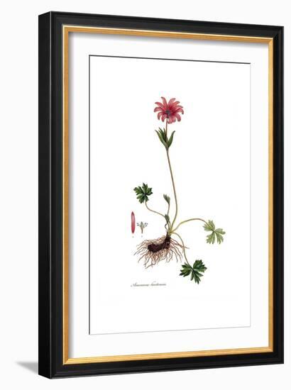 Anemone hortensis, Flora Graeca-Ferdinand Bauer-Framed Giclee Print