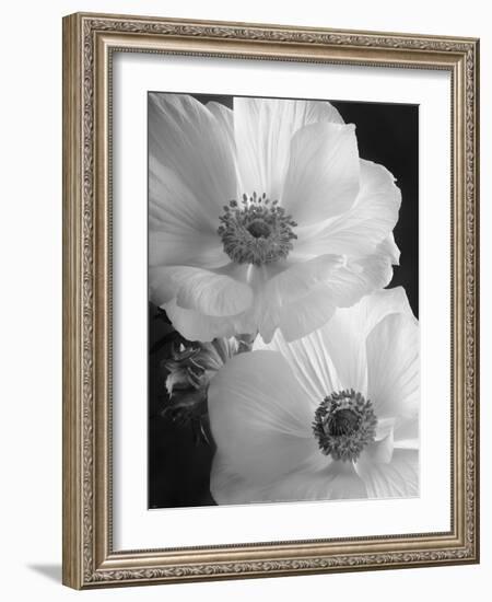 Anemone II-Sondra Wampler-Framed Art Print