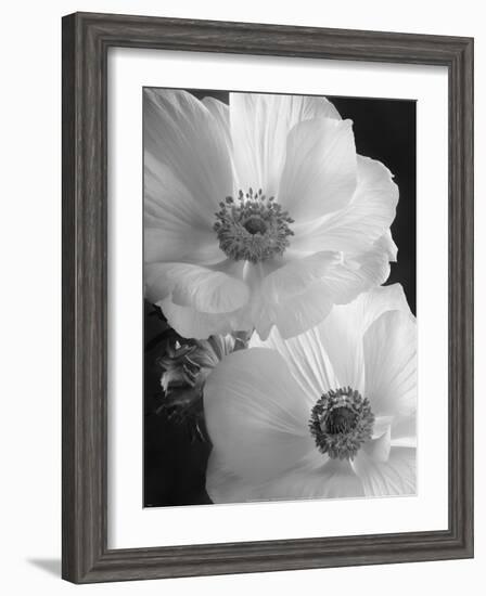 Anemone II-Sondra Wampler-Framed Art Print