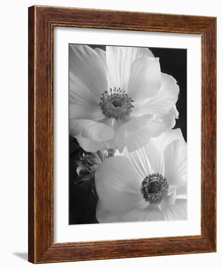 Anemone II-Sondra Wampler-Framed Art Print