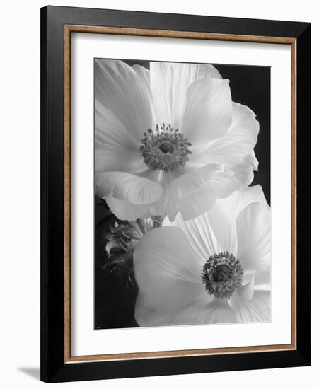 Anemone II-Sondra Wampler-Framed Art Print