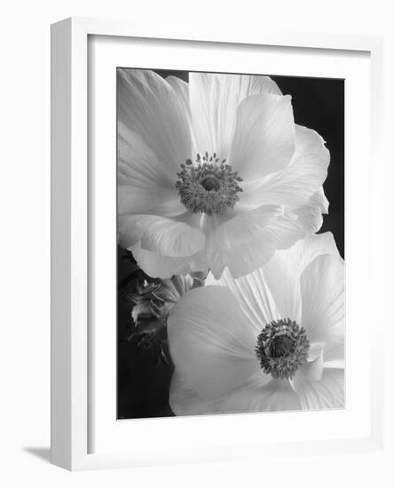 Anemone II-Sondra Wampler-Framed Art Print