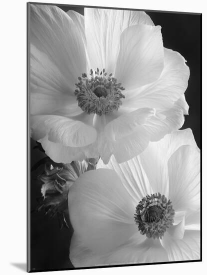 Anemone II-Sondra Wampler-Mounted Art Print