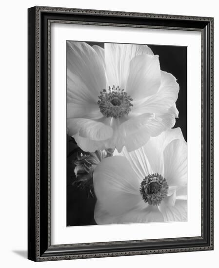 Anemone II-Sondra Wampler-Framed Art Print